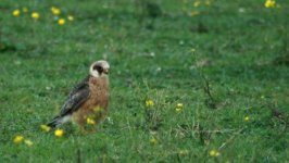 Red Footed Falcon Edit 3 Small.jpg