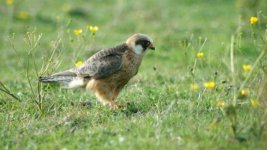 Red Footed Falcon Edit 2 Small.jpg