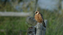 Red Footed Falcon 202 Small.jpg