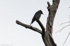 indochinesecuckooshrike.jpg