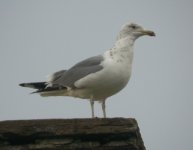 Herring-Gull-DM5.jpg