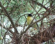 Lesser goldfinch perhaps 1.jpg