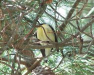 Lesser goldfinch perhaps 2.jpg