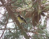 Lesser goldfinch perhaps 3.jpg