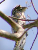 Northern Potoo.JPG