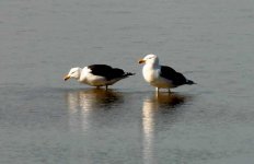 Black-backed-gulls-150yds.jpg