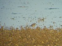 ringed plover041005.jpg