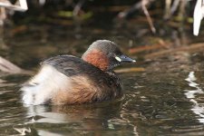 littlegrebe150306h-tripod.jpg