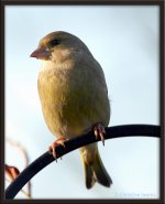 Grfinch131105-006-1a.jpg