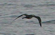 Adult-Pomarine-Skua.jpg