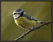 Bluetit141105 copy.jpg