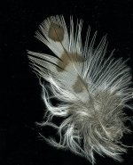 SSHA breast feather.jpg