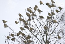 LINNET FLOCK.jpg