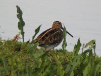 snipe1 digiscoped.jpg