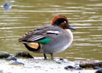 teal digiscoped.jpg