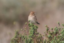 reedbunting090106f.jpg