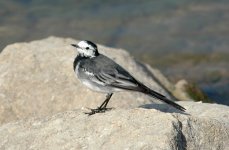 Wagtail .jpg