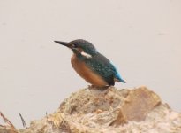 Common Kingfisher 42425.jpg