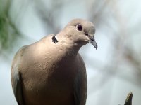 collared_dove.jpg