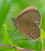 Ringlet2HNC800.jpg