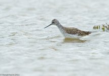 MarshSandpiper1SA800.jpg