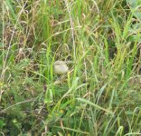 Greenish Warbler 3.jpg