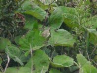 Greenish Warbler 2.jpg