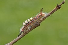 Vapourer Moth Caterpillar 4.jpg