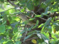 Arctic Warbler.jpg