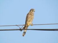 Eurasian Kestrel.jpg