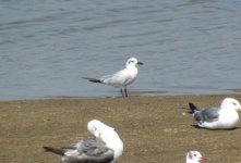 Gull-billed Tern.jpg