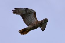 Hawk-RTH-ID-0004- 3.jpg