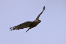 Hawk-RTH-ID-0004- 5.jpg