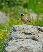 CommonRedstart1IP800.jpg