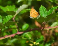 BrownHairstreak1WGW600.jpg