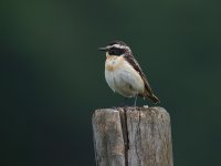 whinchat.jpg