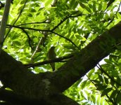wood warbler.JPG