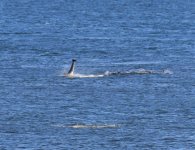 20110824 002 Dolphin 2.jpg