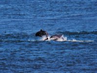 20110824 005 Dolphin 5.JPG