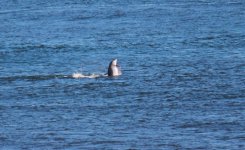 20110824 006 Dolphin 6.jpg