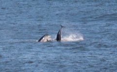 20110824 008 Dolphin 8.JPG