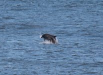 20110824 009 Dolphin 9.JPG