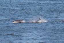 20110824 010 Dolphin 10.JPG