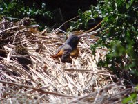 Redstart Flashes 240711.jpg