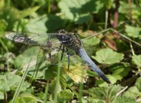 Broad bodied Chaser.JPG