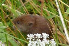 Bank Vole Upton Warren 19-07-11 (2).jpg