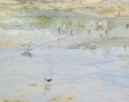 3 sandpipers.jpg