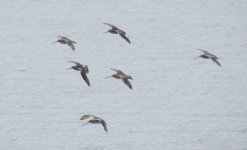 Bar-tailed Godwits.jpg