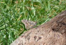 Painted Lady, Sheepwalks, Enville 26.06.2011 [].JPG