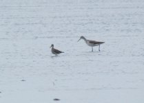 Grey-tailed tattler.jpg